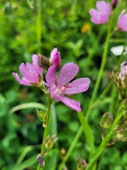 Sidalcea oregana calva