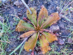 Drosera bulbosa