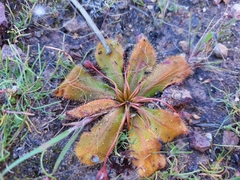 Drosera bulbosa