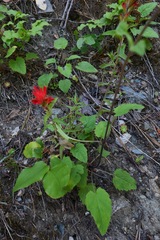 Castilleja applegatei pinetorum