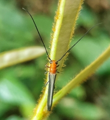 Oberea rubetra