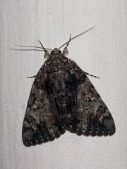 Catocala lacrymosa