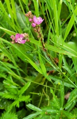 Sidalcea oregana calva