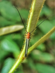 Oberea rubetra