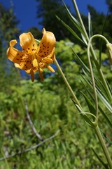 Lilium pardalinum wigginsii