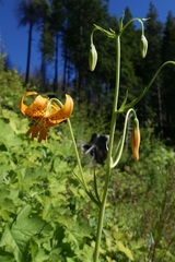 Lilium pardalinum wigginsii