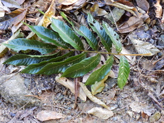 Diploglottis diphyllostegia