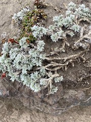 Oxytropis kamtschatica
