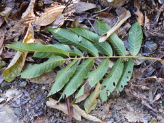 Diploglottis diphyllostegia