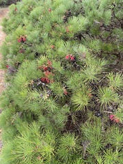 Melaleuca granitica