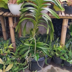 Vanda tricolor