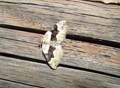 Xanthorhoe quadrifasiata