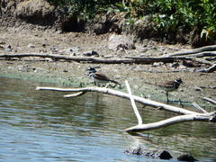 Charadrius vociferus