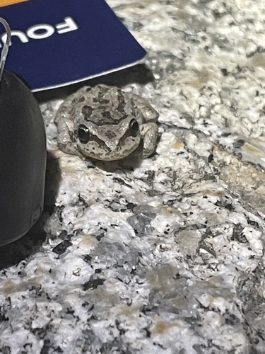 iNaturalist observation photo of Pacific chorus frog