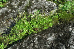 Primula mistassinica