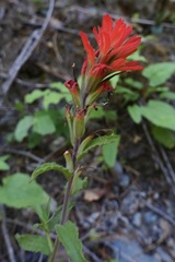 Castilleja applegatei pinetorum