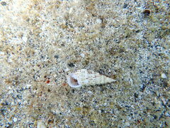 Rhinoclavis sinensis