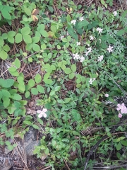 Phlox adsurgens