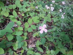 Phlox adsurgens