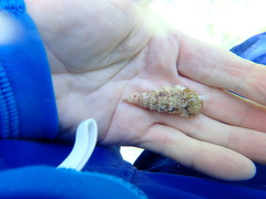 Rhinoclavis sinensis