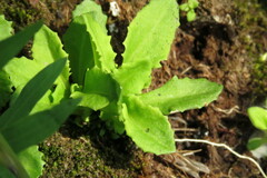 Primula mistassinica