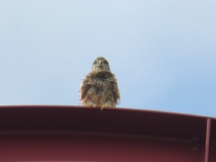 Falco tinnunculus