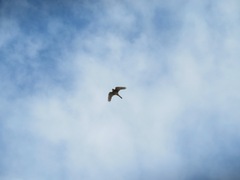 Falco tinnunculus
