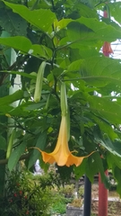 Brugmansia suaveolens