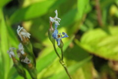 Primula mistassinica