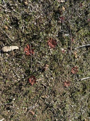Drosera rosulata
