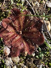 Drosera rosulata