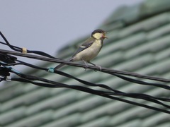 Parus minor