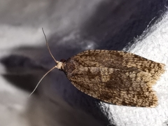 Choristoneura murinana