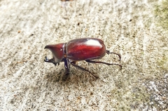 Xylotrupes mniszechi