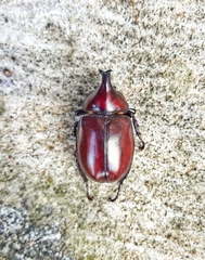 Xylotrupes mniszechi
