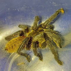 Harpactira chrysogaster
