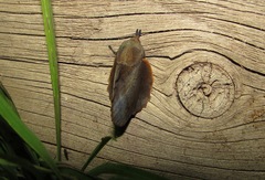 Gastropacha quercifolia