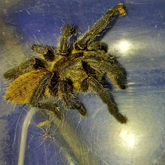 Harpactira chrysogaster