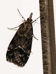 Eudonia rectilinea