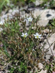 Minuartia adenotricha