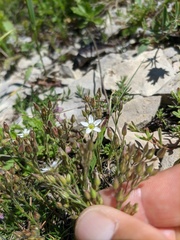 Minuartia adenotricha
