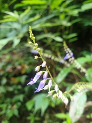 Rhynchoglossum