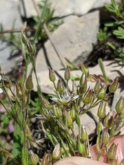 Minuartia adenotricha