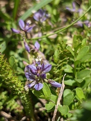 Polygala supina