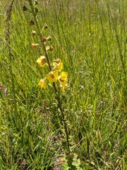 Verbascum spectabile