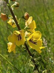 Verbascum spectabile