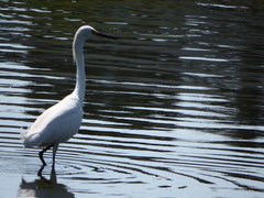 Egretta thula