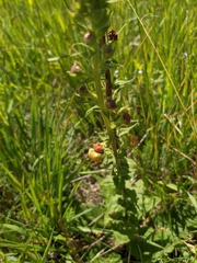 Verbascum spectabile