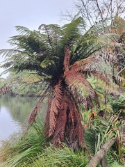 Dicksonia fibrosa