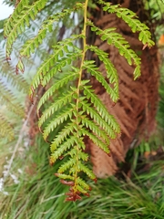Dicksonia fibrosa